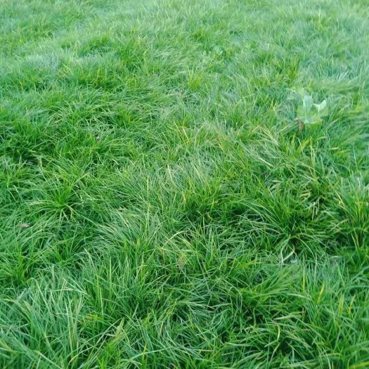 三台县精品细叶麦冬草，草坪专用苗圃直发，成活率高，提供种植技术。