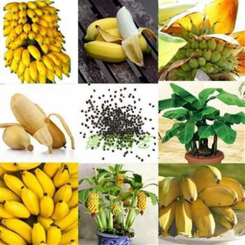 百香果种子  矮生香蕉树种子迷你香蕉种子100PCS迷你水果异国家园花