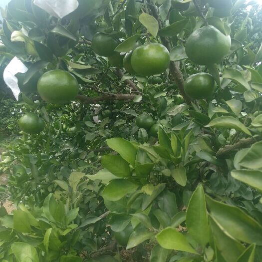 资兴市东江湖蜜橘 东江湖蜜桔皮溥，汁多入口及化