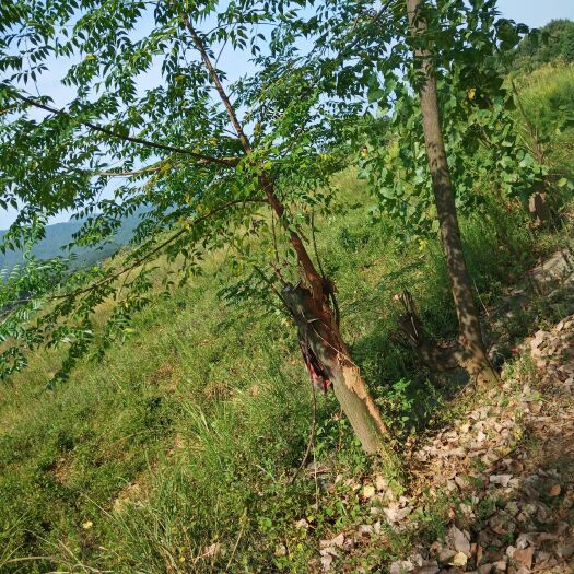 武宁县旱地 荒地