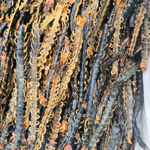亳州蜈蚣 各种长度 新货 散装 扎把 大货批发