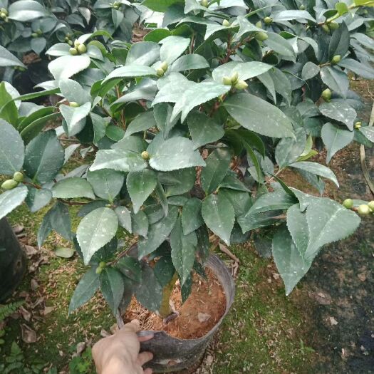 漳平市香花茶  21杯香茶花带花苞产地直销批发量大优惠