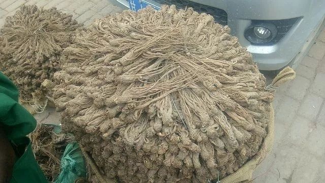 岷当归  当归统货
