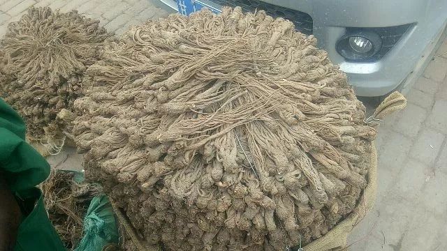 岷县岷当归  当归统货