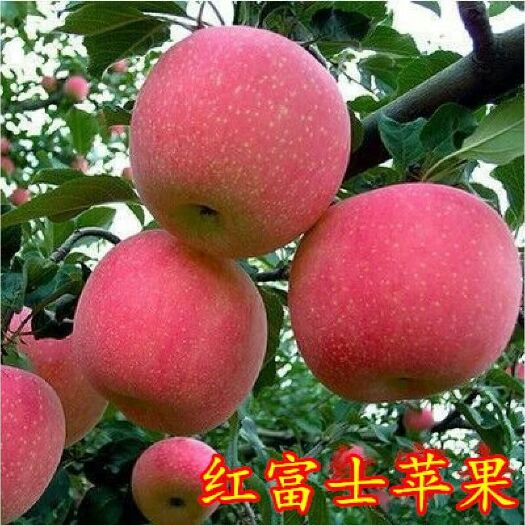 平邑县 正宗红富士苹果苗
