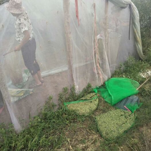 灵璧县 蝗虫蚂蚱10下旬大量供货