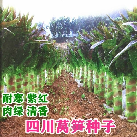 邵东市莴笋种子耐热耐寒莴苣种子红莴笋种子四季阳台庭院种子50克