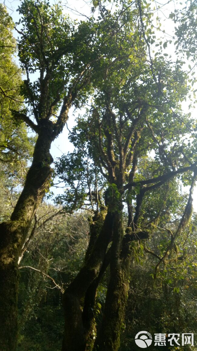  高黎贡山野生古树红茶，生普