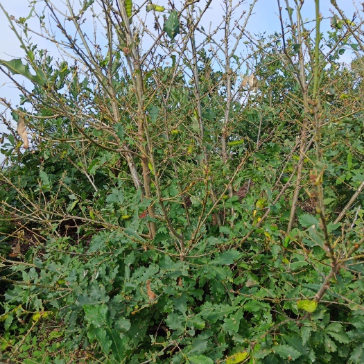 西丰县 本地区年年有蚕茧供应 产量大 急求长期稳定收购商前来