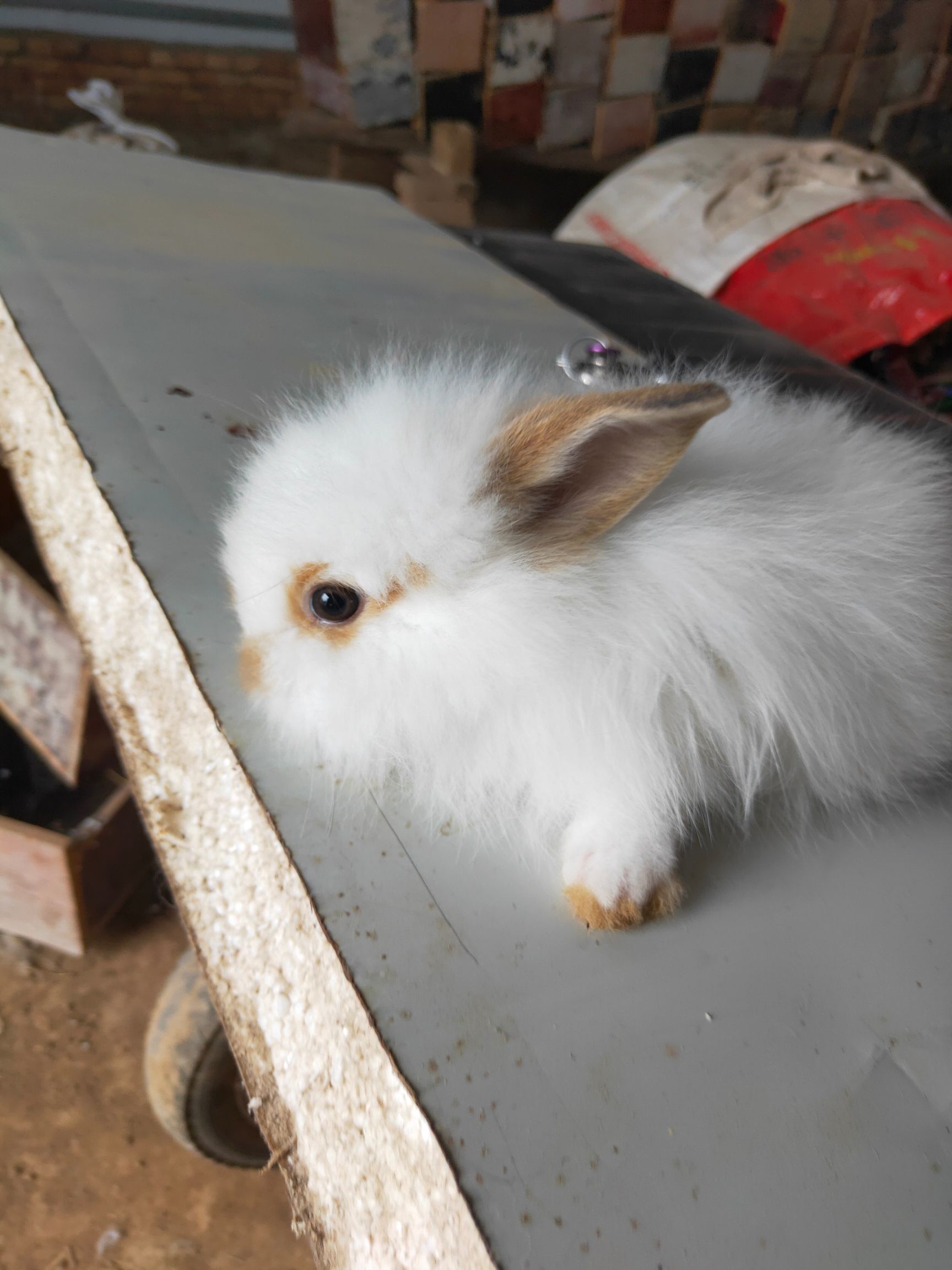 垂耳兔 花色多样