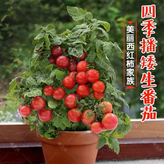 红果番茄种子 矮生盆栽樱桃小番茄种子 圣女果西红柿苗 阳台四季蔬菜种子包邮