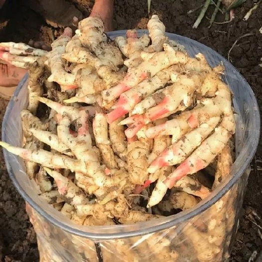 周宁县 仔姜鲜姜在地理随时可以挖