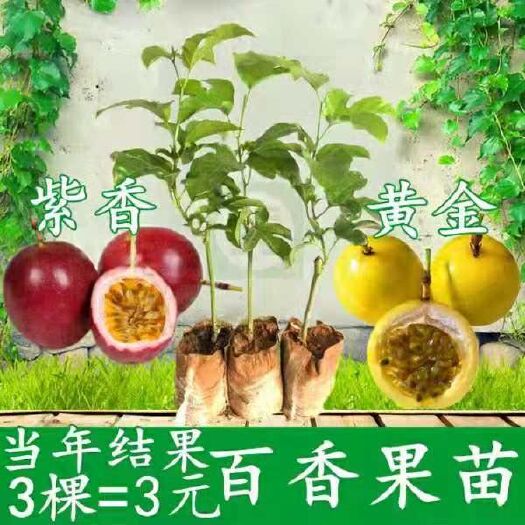 灵山县 广西百香果苗百香果树苗紫香黄金台农一号百香果包邮庭院种植