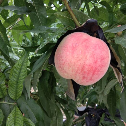 富平县水蜜桃 10斤60包邮，1箱起拍