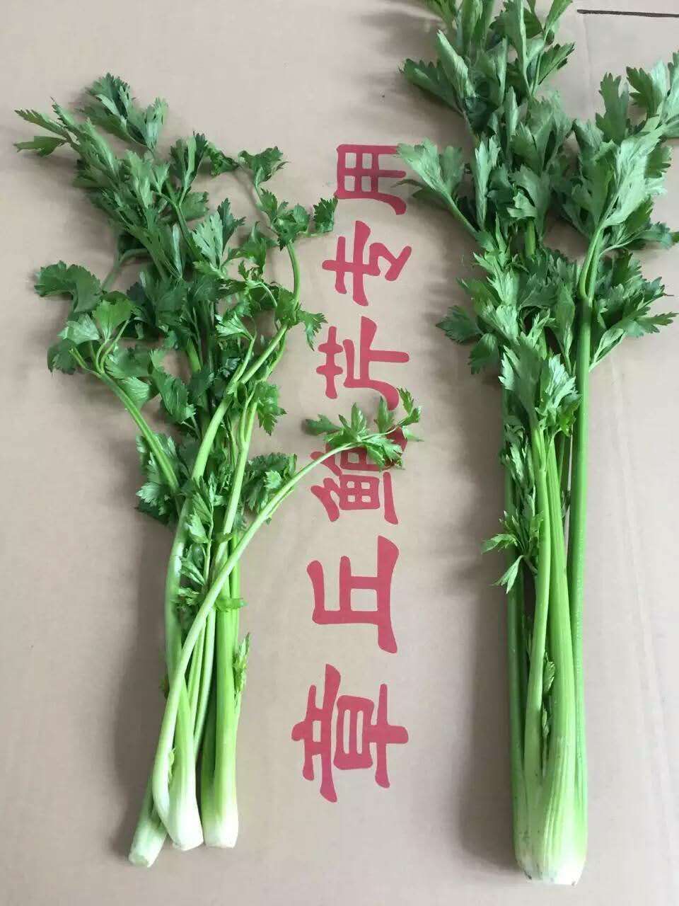 章丘鲍芹，精品芹芽，特色食材，酒店商超品质