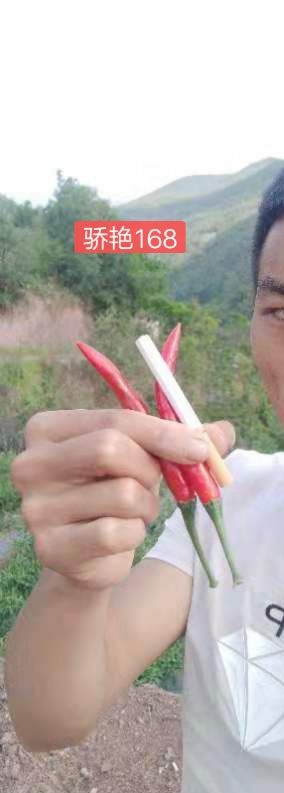 西畴县 云南朝天椒