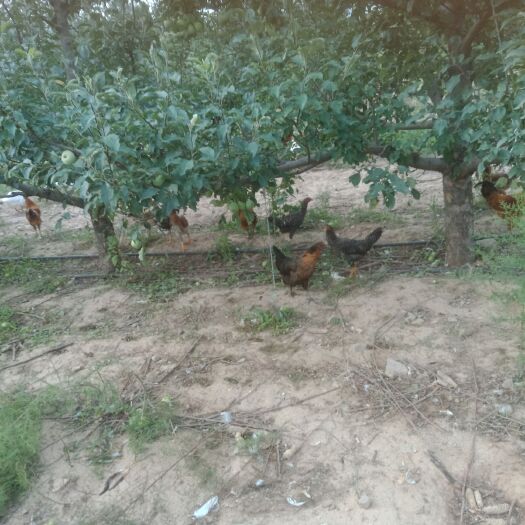  延庆果光苹果