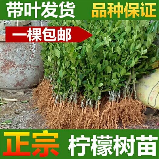 平邑县 香水柠檬苗