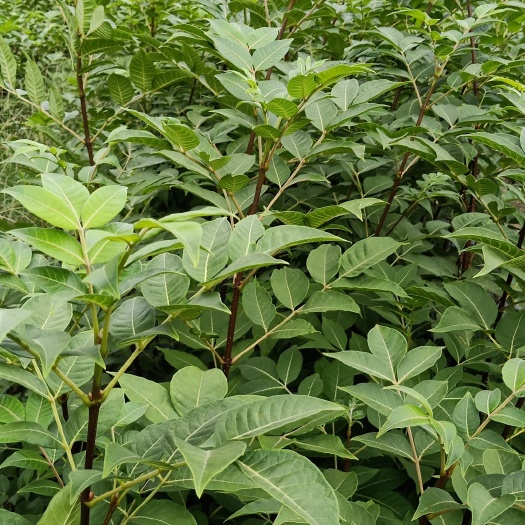 富川县吴茱萸苗 供应高产中花吴茱萸扦插苗