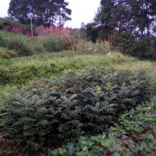 河池吴茱萸苗