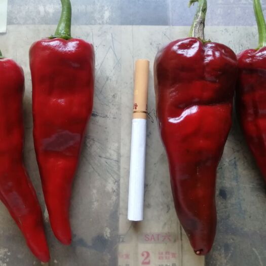 定襄县 大量供应北京红辣椒，可提供集合货源，找车装车，场地提供