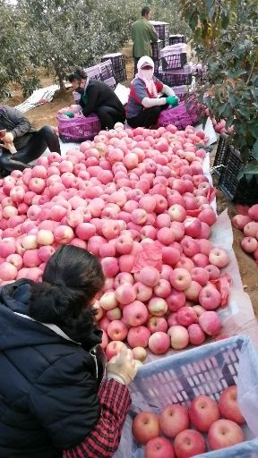 绥中县 寒富苹果