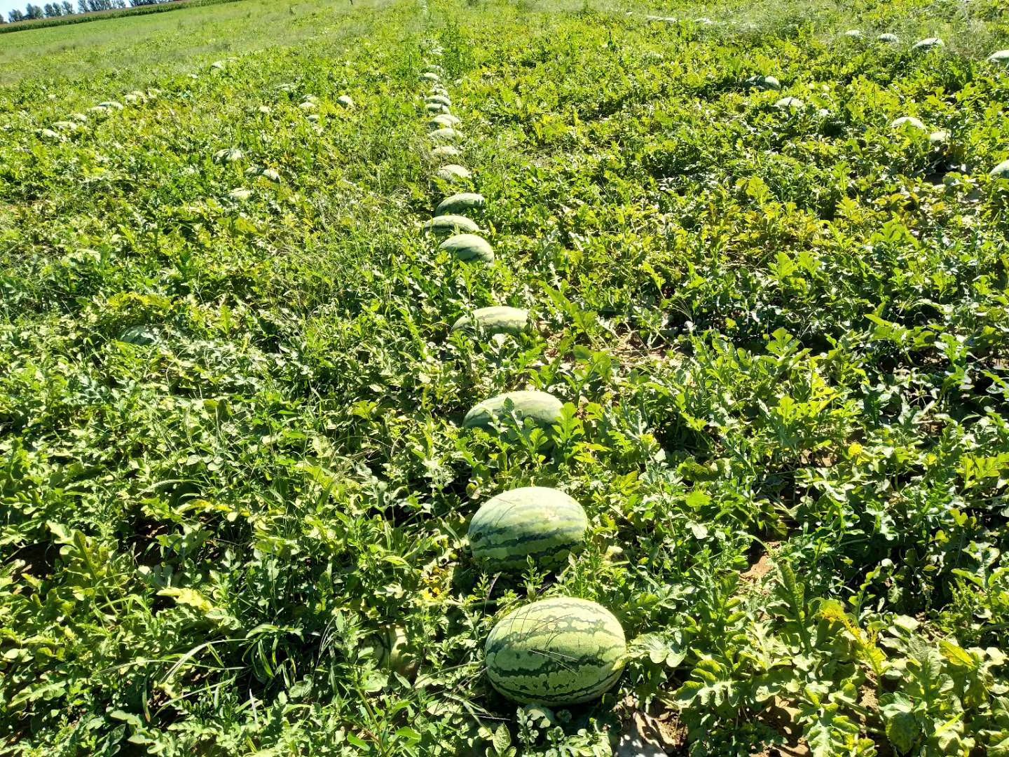 15斤打底西瓜