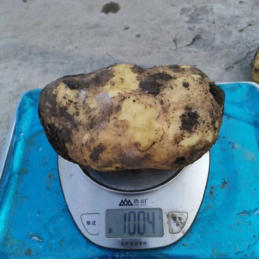 牙克石市 内蒙古牙克石出售各种品种土豆，