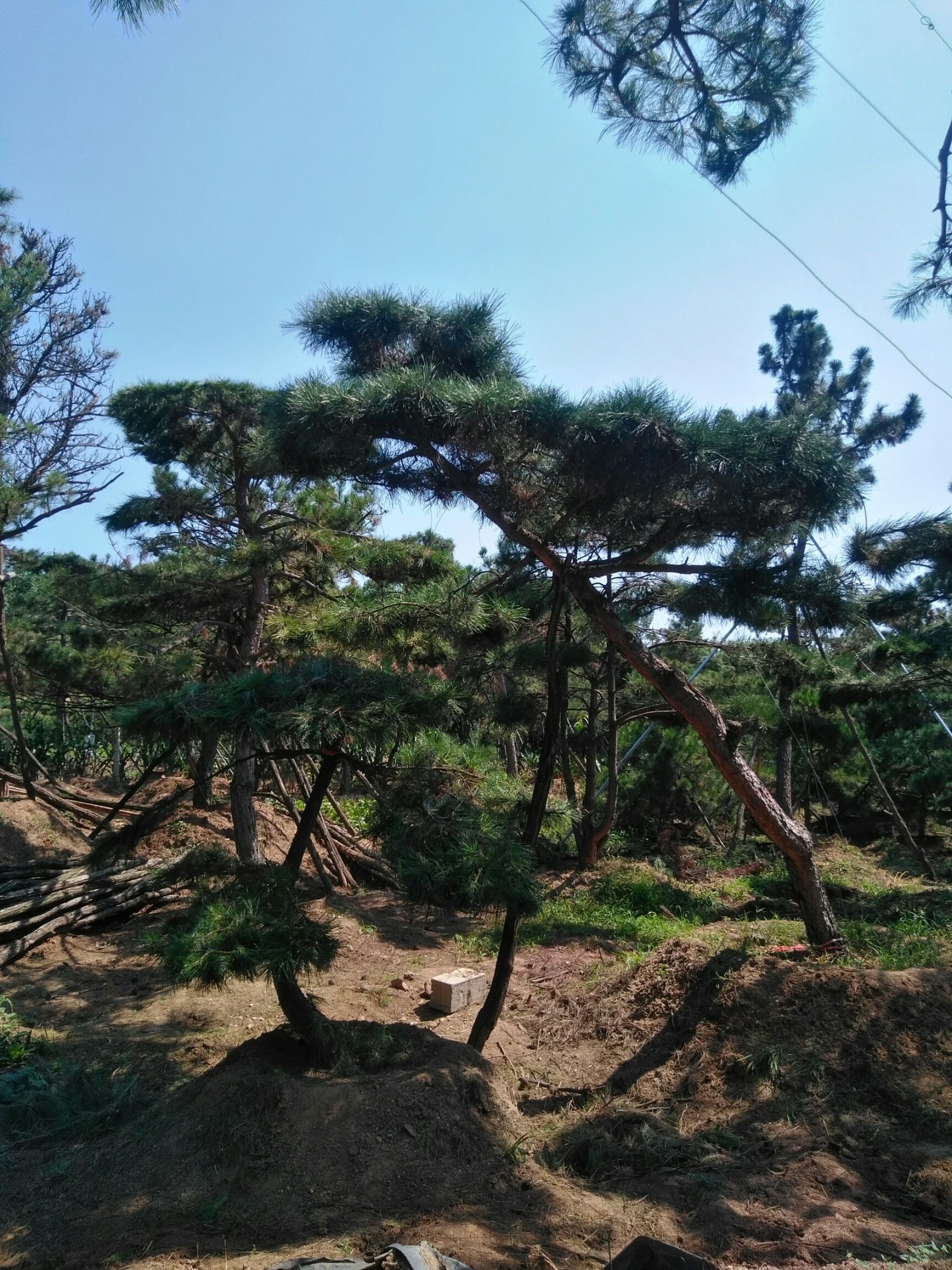 造型油松