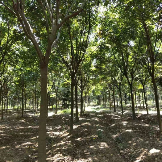 沭阳县 栾树12-13公分