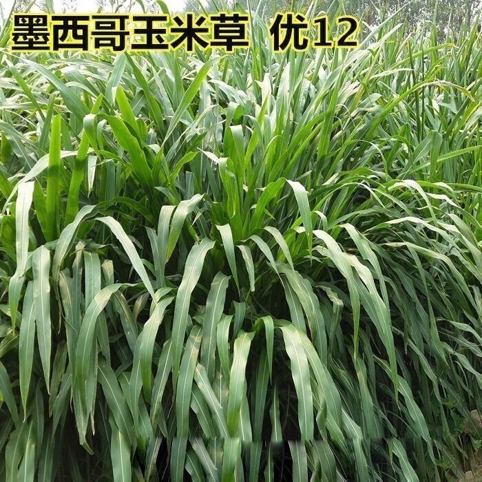 墨西哥玉米草种子 墨西哥玉米草种牧草种籽四季养殖多年生再生进