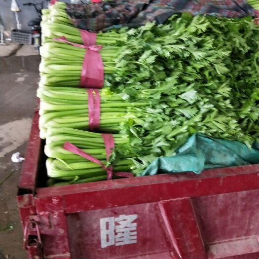 皇妃芹菜 60cm以上 0.5~1.0斤 大棚种植