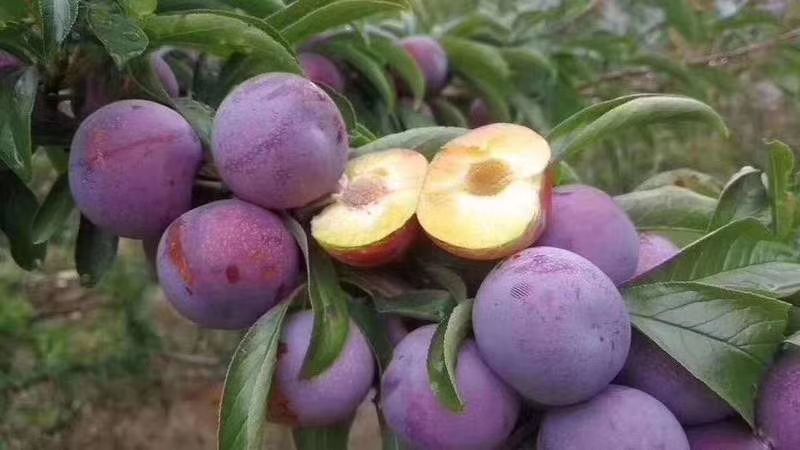 脆红李 阿坝高原红脆李