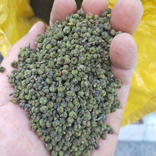 河池 产地直销吴茱萸