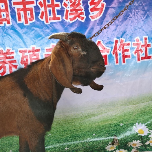 简阳市 种羊 山羊 简阳大耳羊