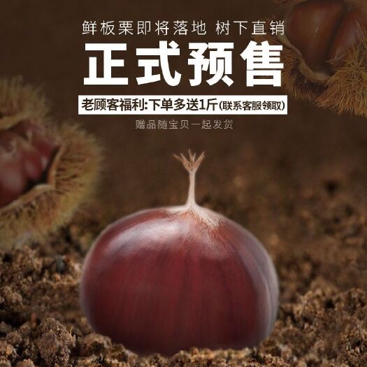 遵化市 燕山板栗树下直销 九月十号正式发售 欢迎各位老板实地洽谈合