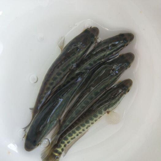 广州 杂交黑鱼苗