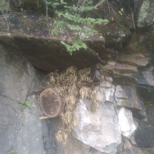 余庆县 天然土蜂蜜