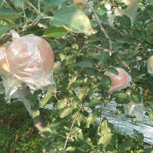 临猗县红富士苹果 红富士