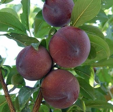  新品种李子树苗 嫁接苗包品种提供技术指导 现挖现现发