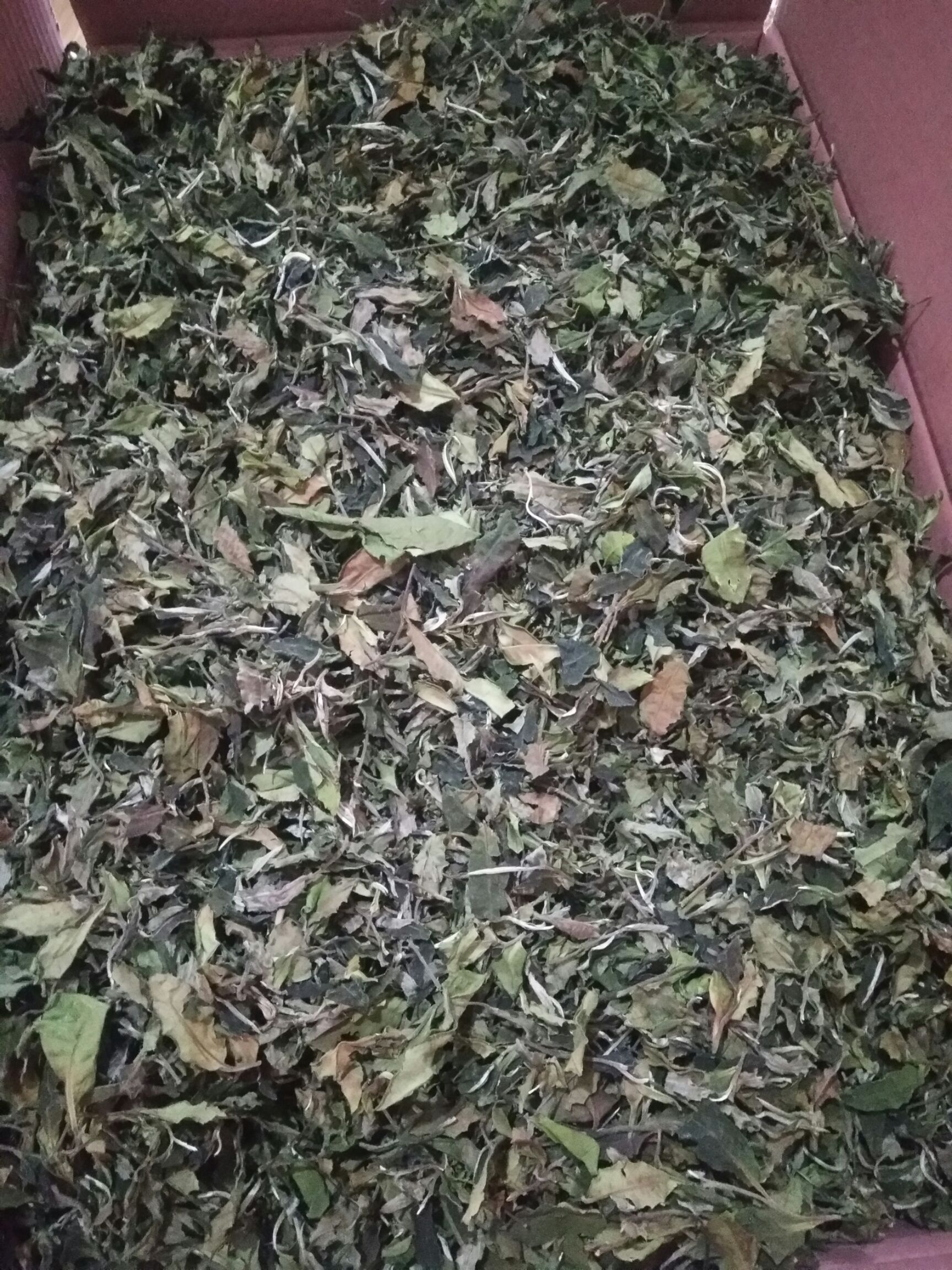 普洱白茶 古树白茶