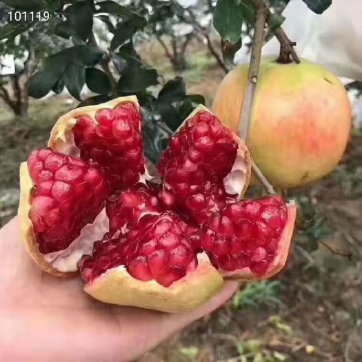会理市 突尼斯软子石榴