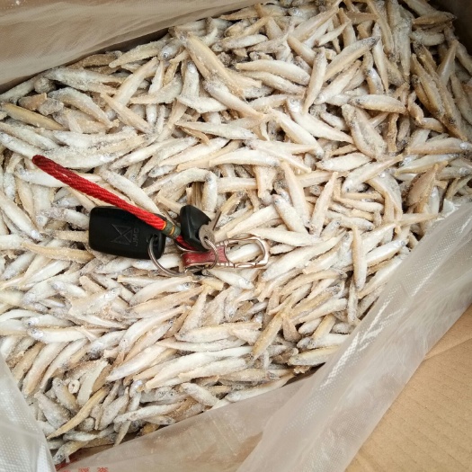 安阳冷冻公鱼 各种规格单冻公鱼