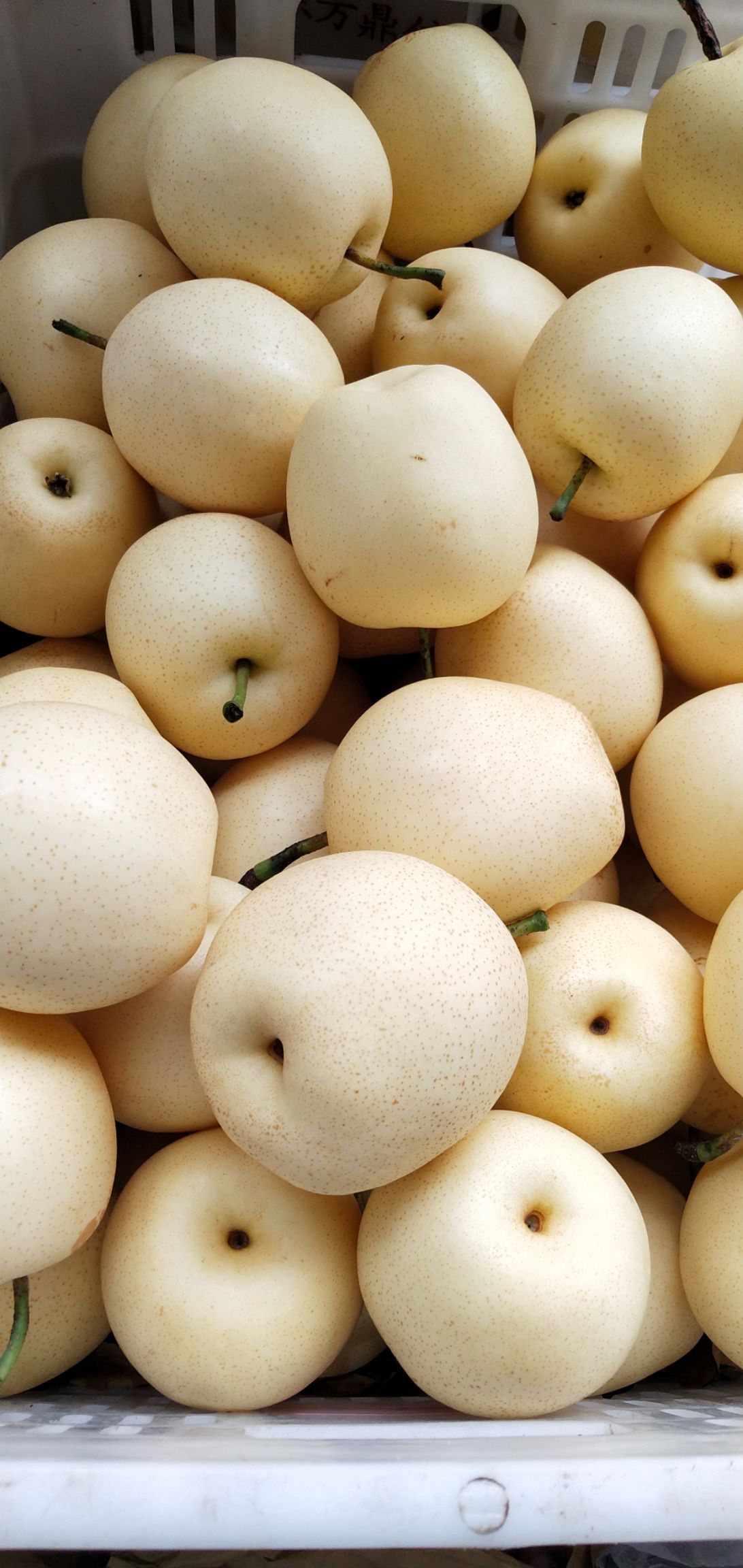 莱阳梨 个头大，无渣，脆甜，汁多！