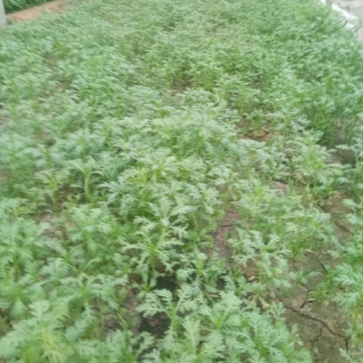 利津县小叶茼蒿 小叶同号