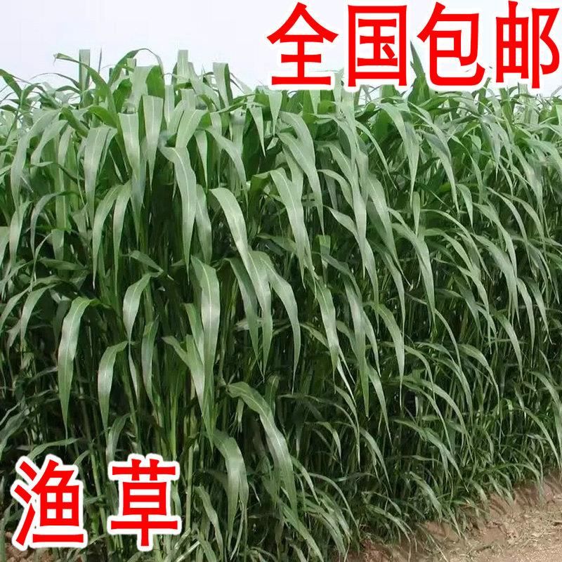 沭阳县苏丹草种子 优质高产鱼草草籽 猪牛羊草饲料 牧草草籽