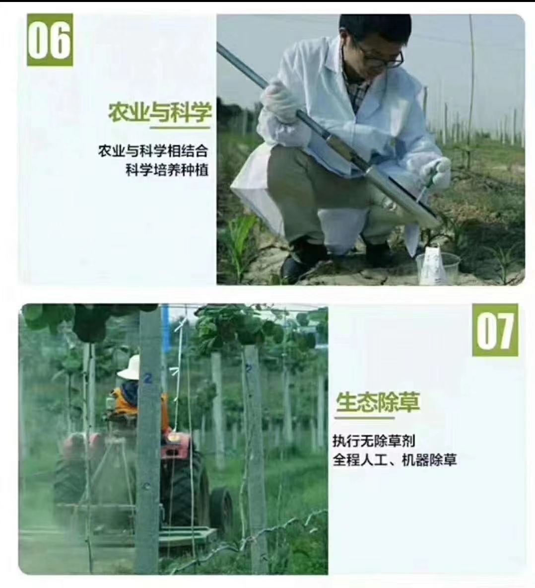  绿心猕猴桃眉县直供