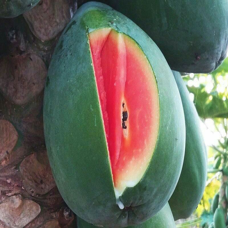  冰糖丰胸牛奶红心木瓜当季新鲜水果优惠包邮10斤/5斤