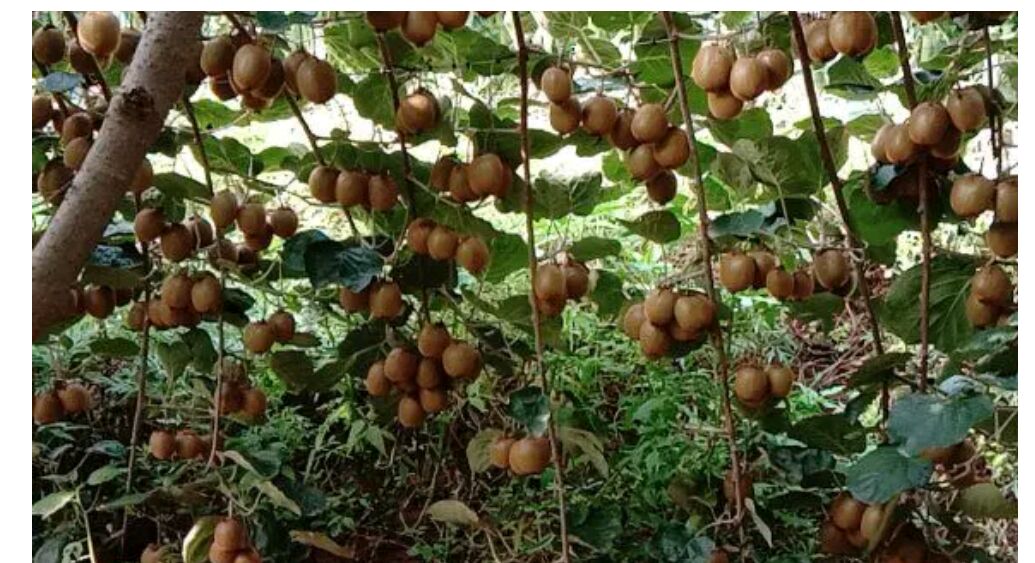 绿心猕猴桃 70克以上