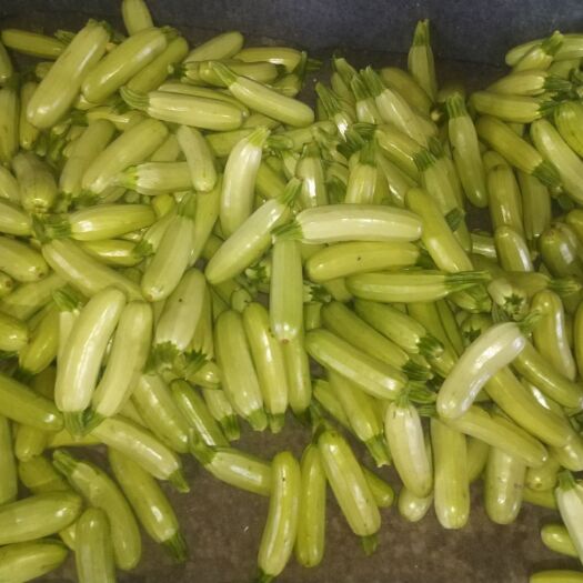 广饶县 绿皮西葫芦
